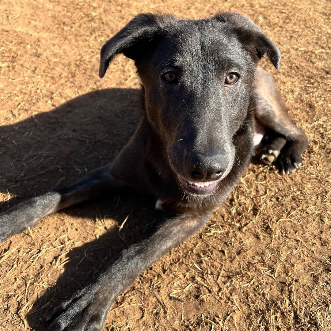 Enlarge Mitchell, a Adoptable mixed breed in Oklahoma City, OK image 16/18
