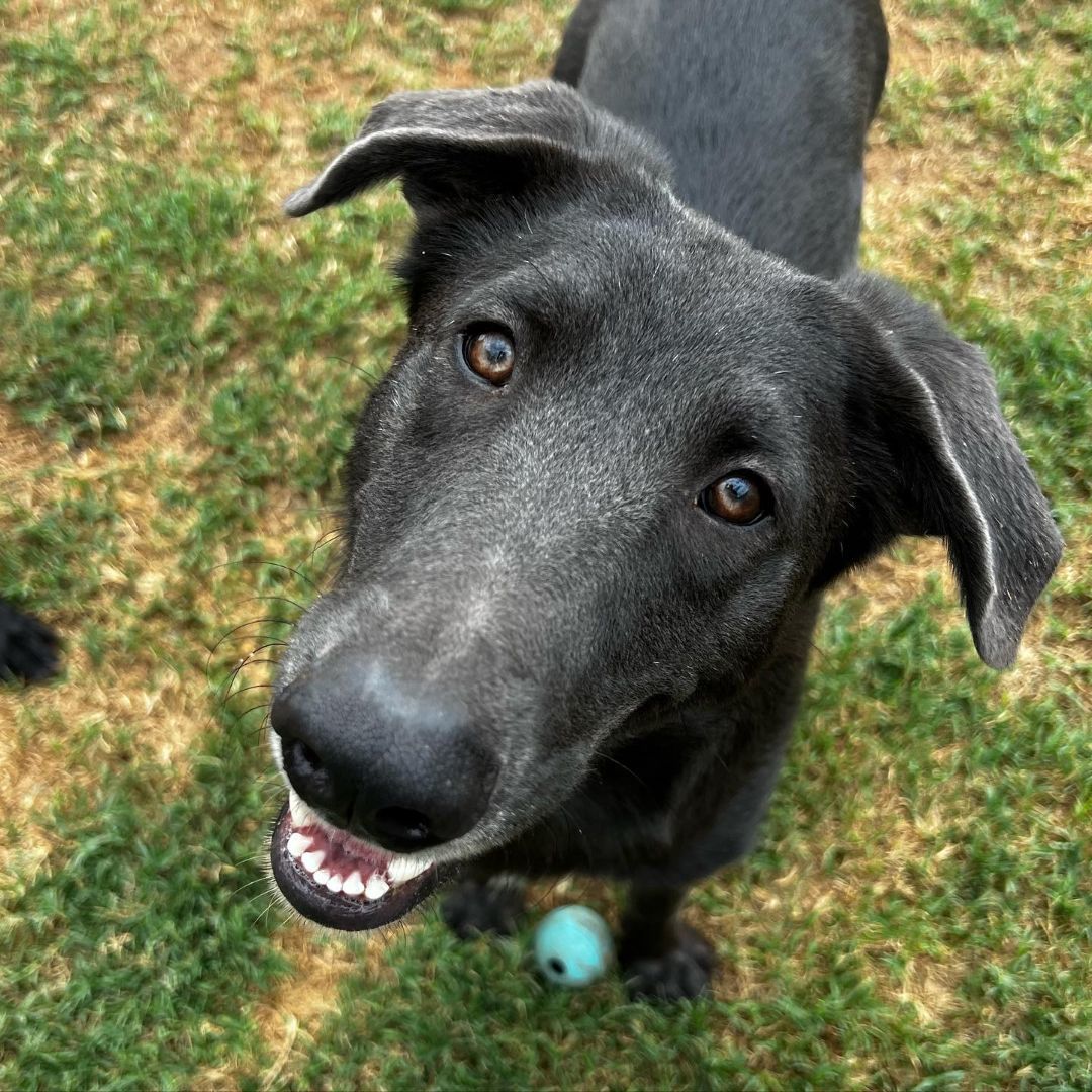 Enlarge Mitchell, a Adoptable mixed breed in Oklahoma City, OK image 1/18