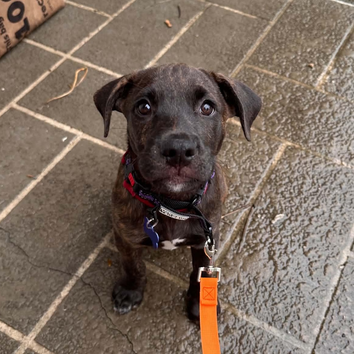 Enlarge Zion -Reduced adoption fee, a Adoptable mixed breed in Columbia, MD image 3/6