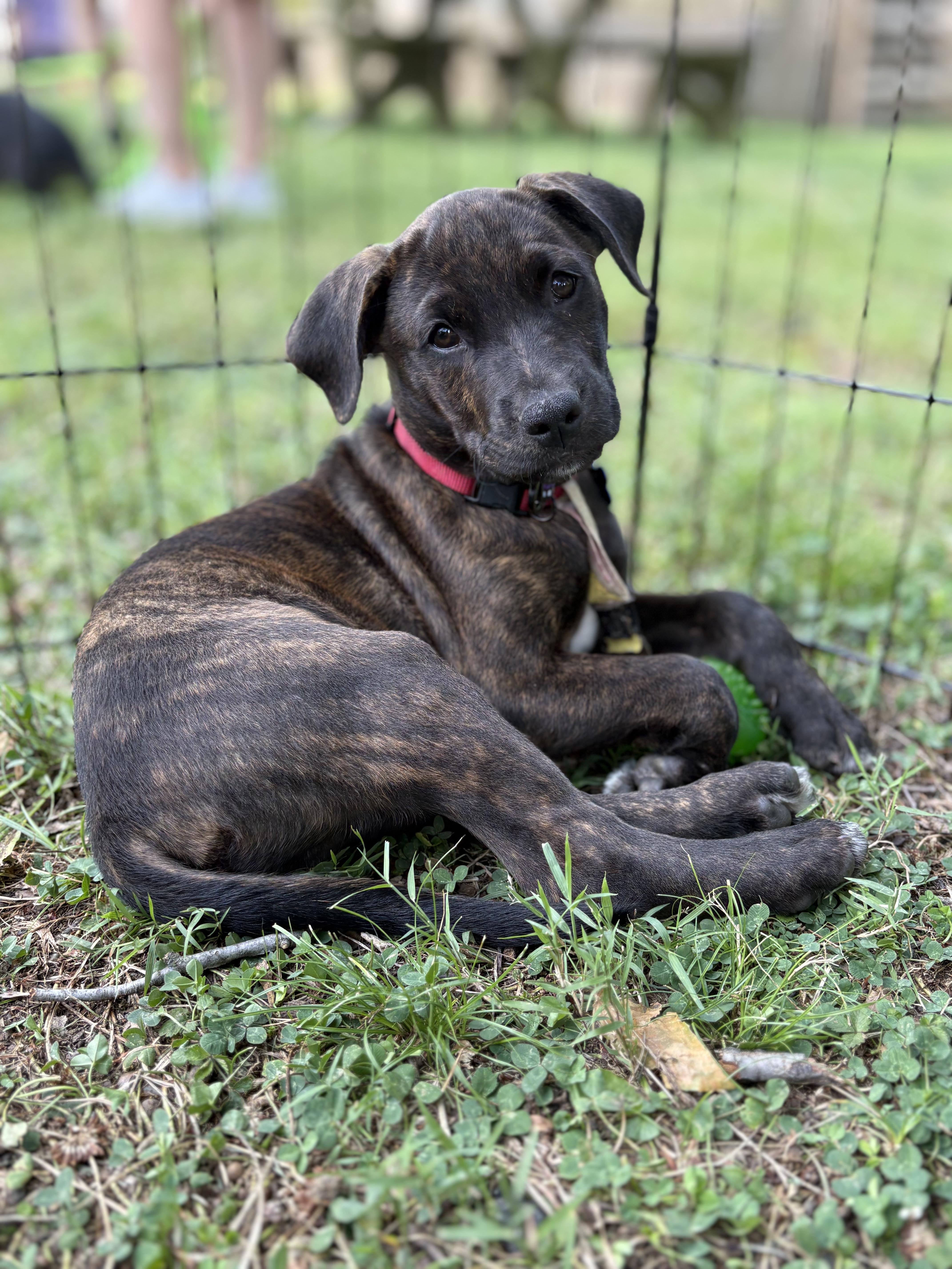 Enlarge Zion -Reduced adoption fee, a Adoptable mixed breed in Columbia, MD image 4/6