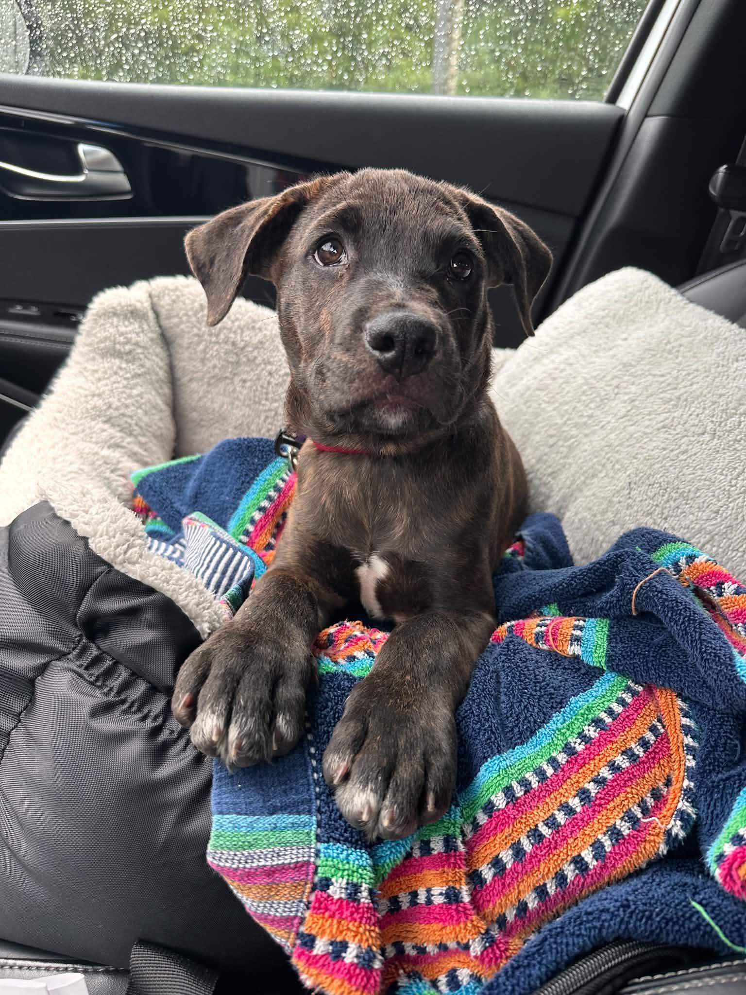 Enlarge Zion -Reduced adoption fee, a Adoptable mixed breed in Columbia, MD image 2/6