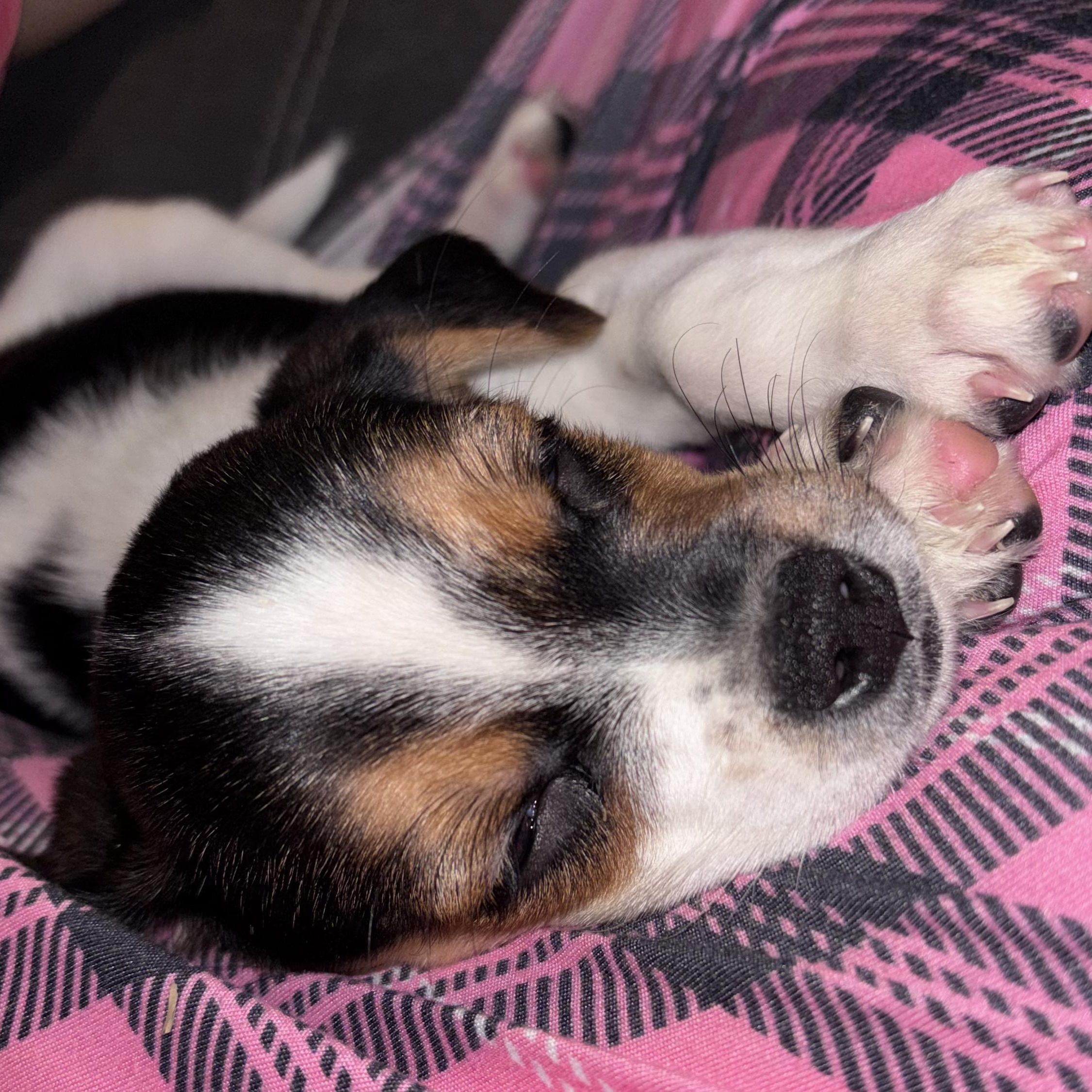 Enlarge Dash, an adopted mixed breed in Ayden, NC image 3/6