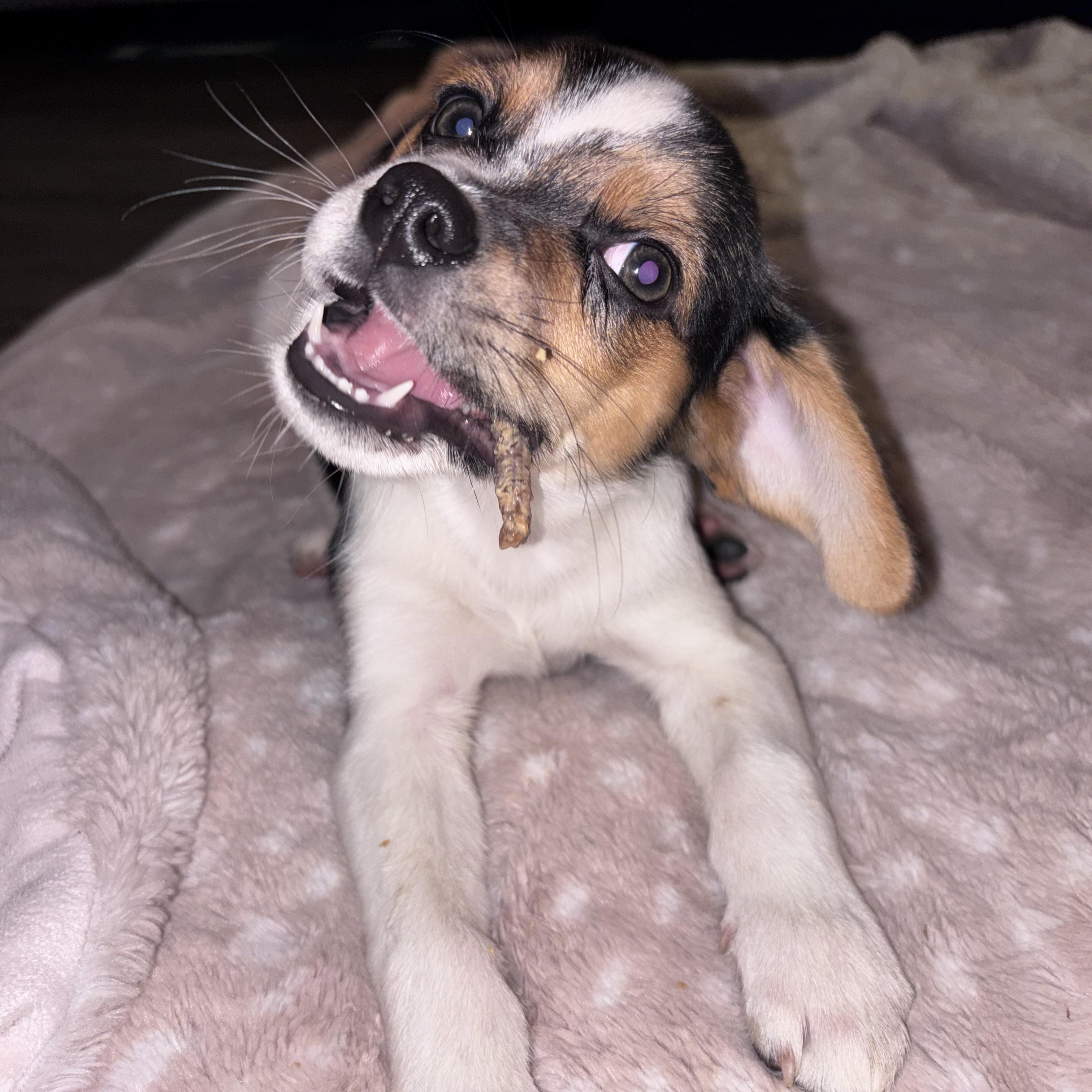 Dash, adopted, Puppy Male Beagle.