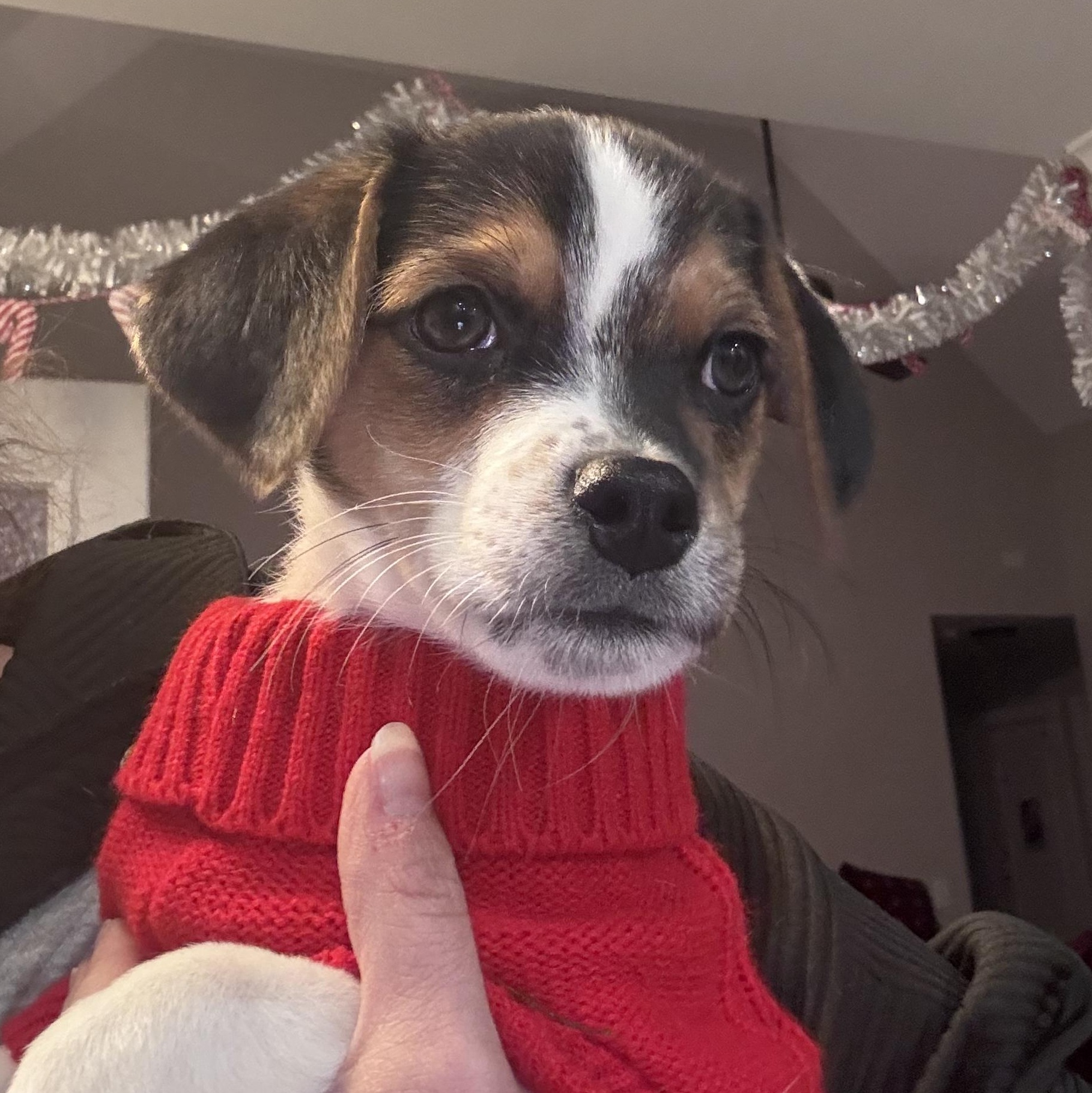 Enlarge Dash, an adopted mixed breed in Ayden, NC image 2/6