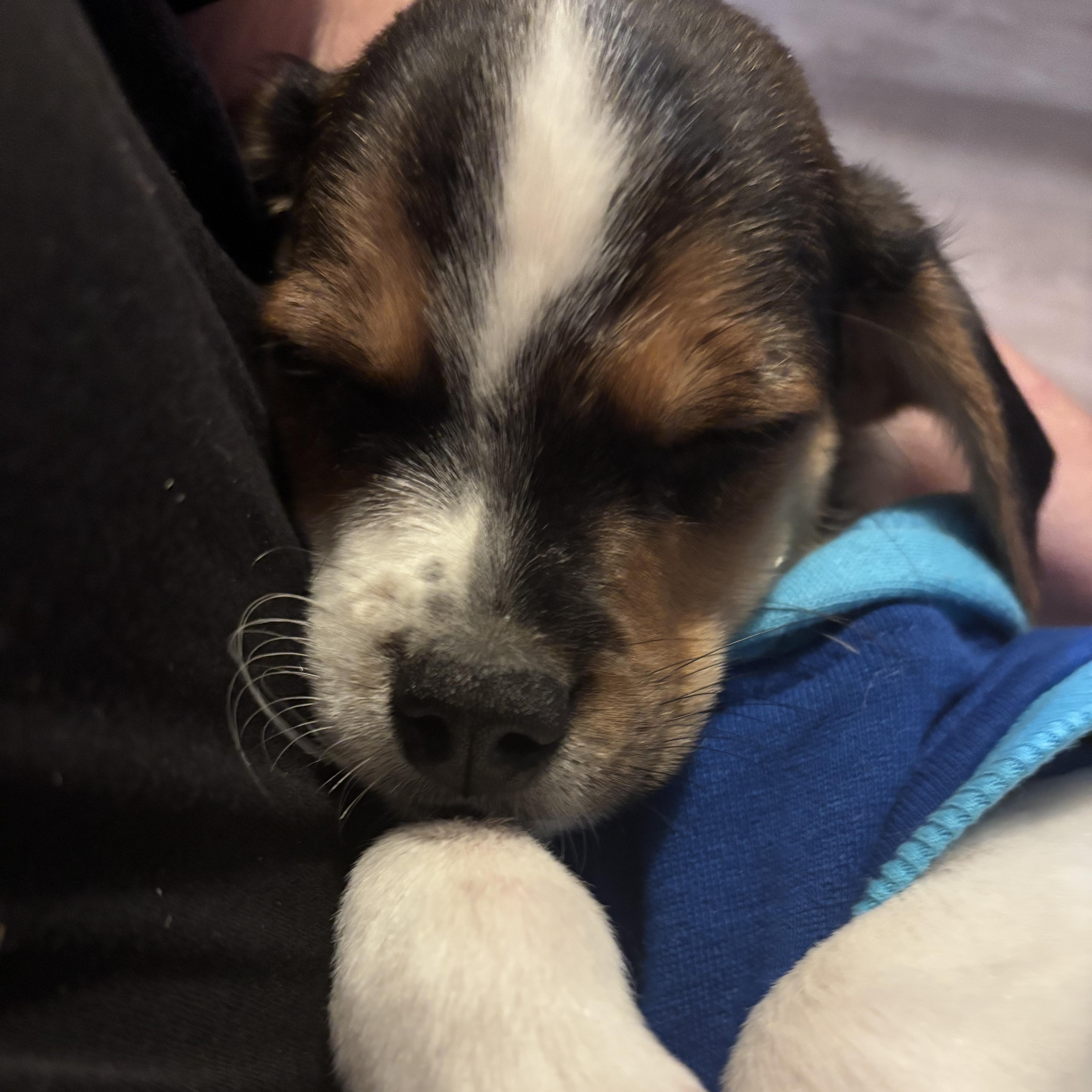 Enlarge Dash, an adopted mixed breed in Ayden, NC image 6/6