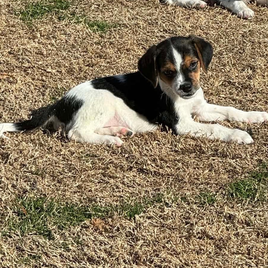 Enlarge Dash, an adopted mixed breed in Ayden, NC image 4/6