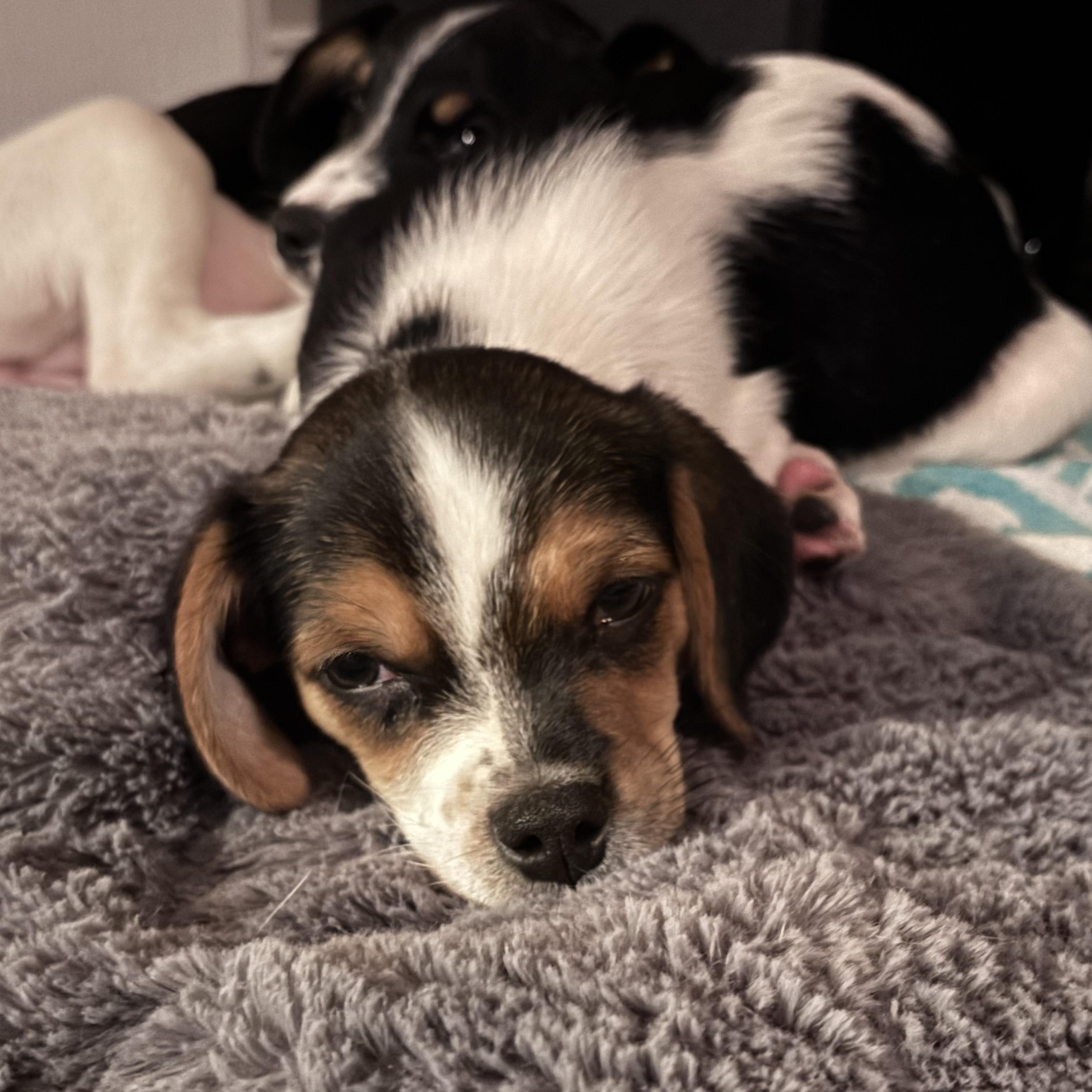 Enlarge Dash, an adopted mixed breed in Ayden, NC image 5/6