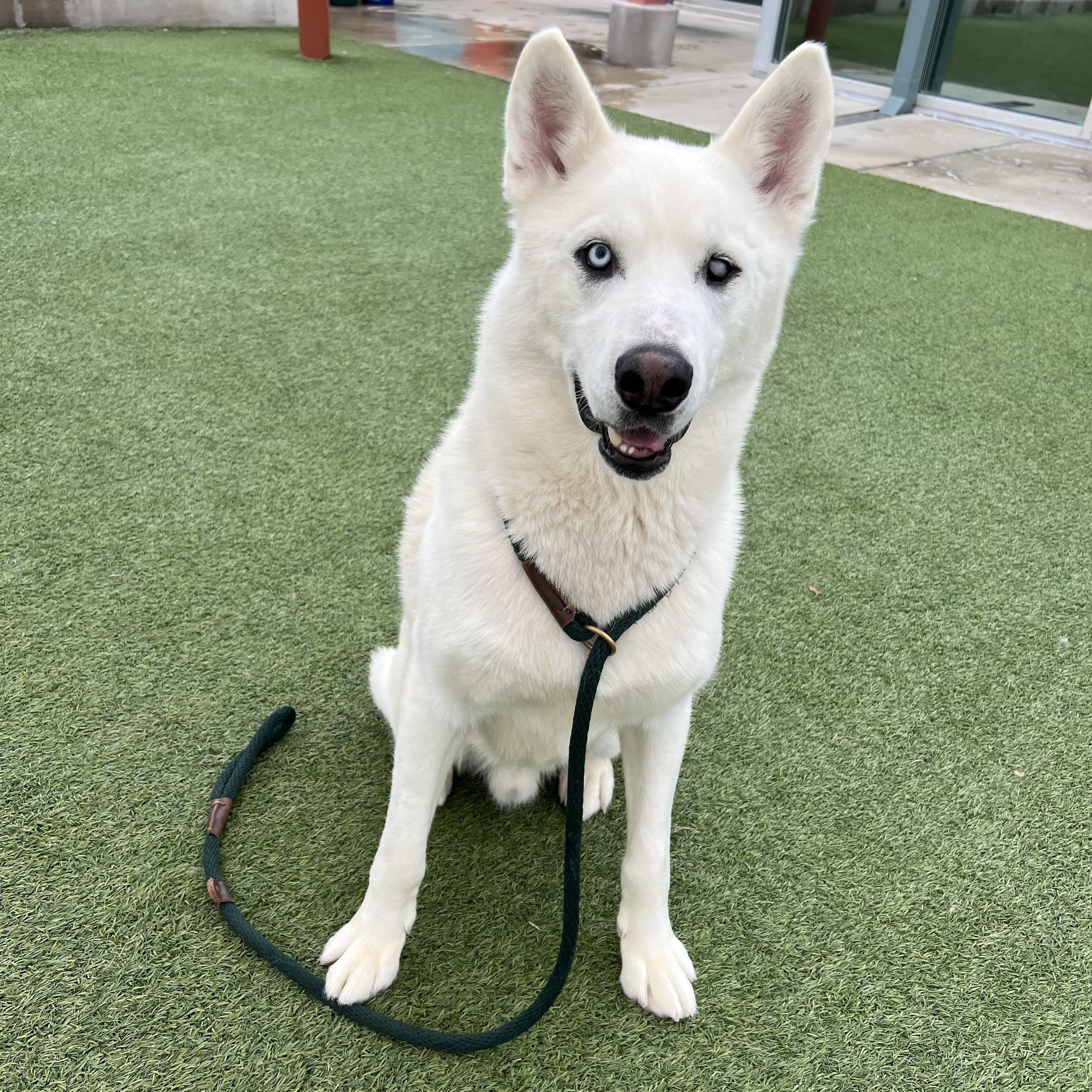 Enlarge Mori, a ADOPTABLE Siberian Husky in Spring City, PA image 3/3