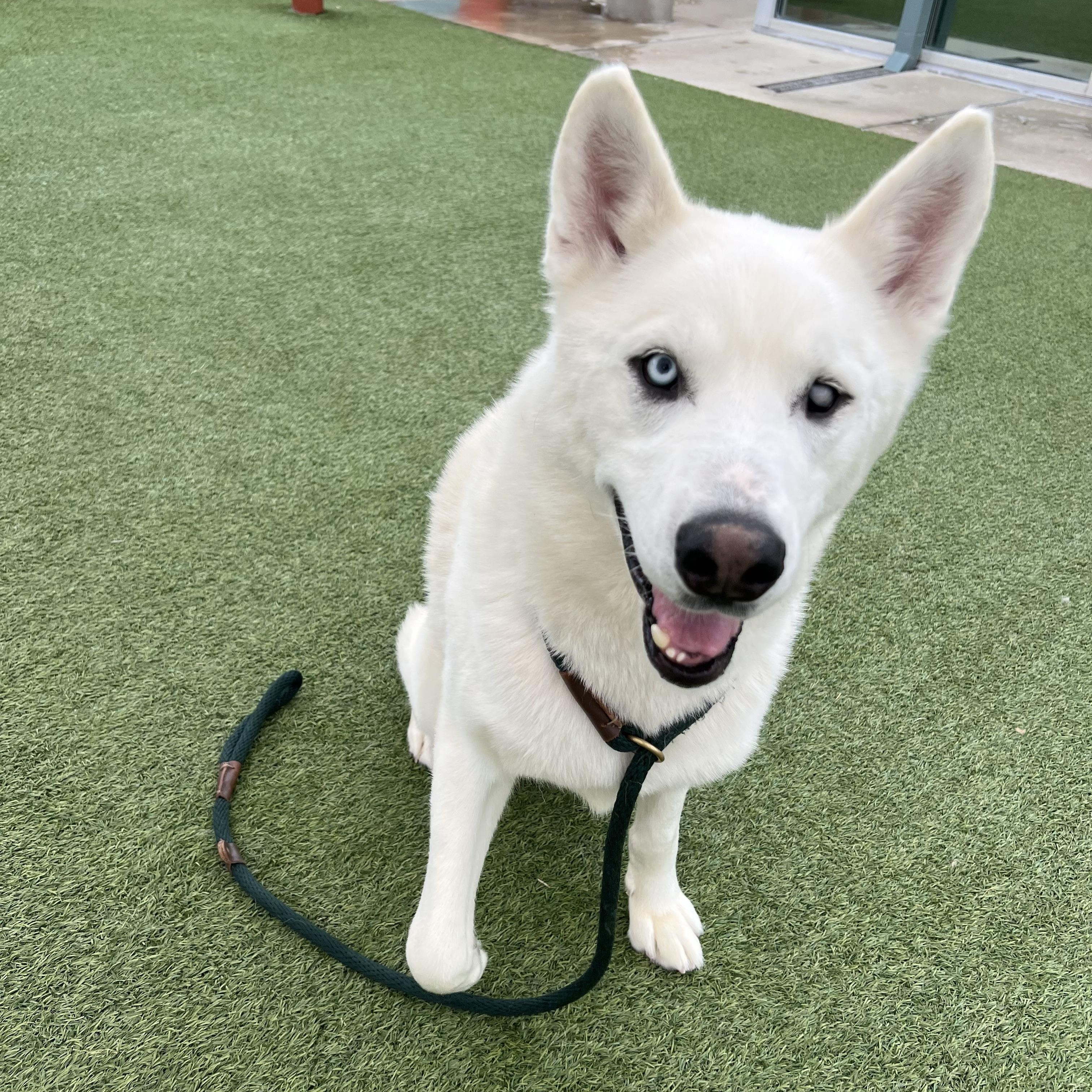Enlarge Mori, a ADOPTABLE Siberian Husky in Spring City, PA image 2/3