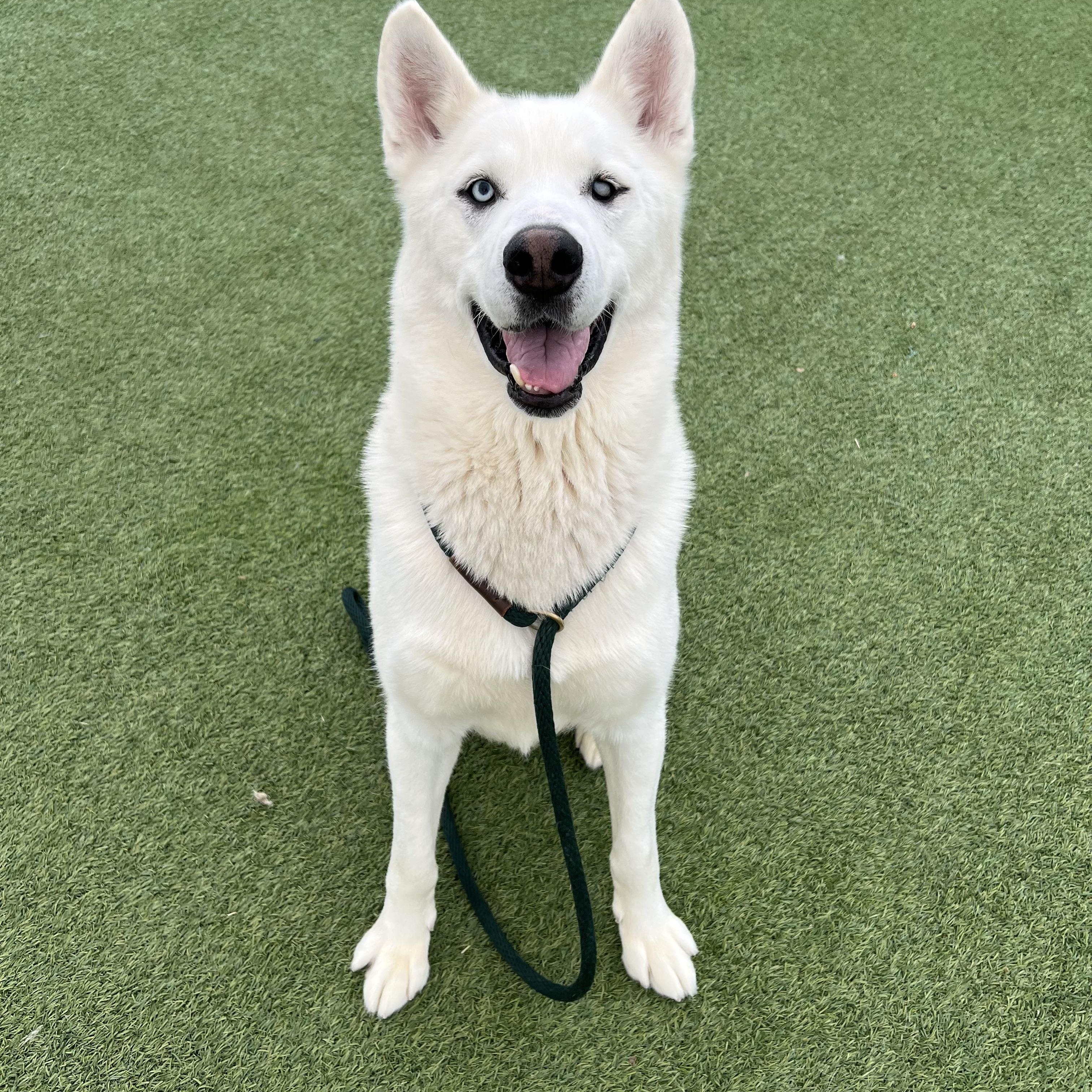 Mori, ADOPTABLE, Young Male Siberian Husky.
