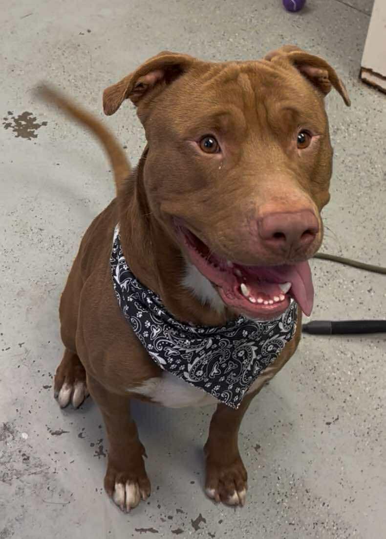 Monster **Courtesy Post. Out of town pet. See below for details**