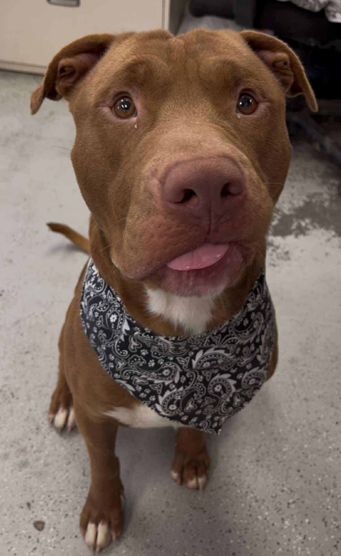 Monster **Courtesy Post. Out of town pet. See below for details**