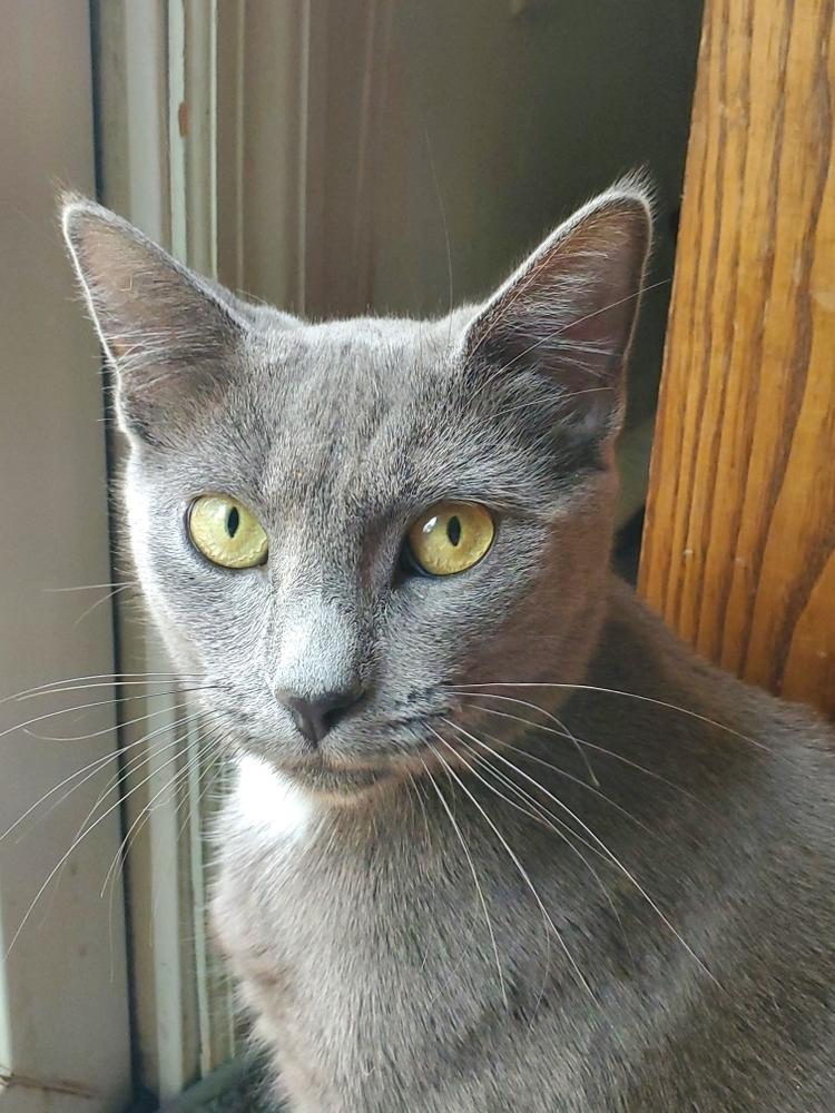 Cindy (Silly), Adoptable, Adult Female Russian Blue.