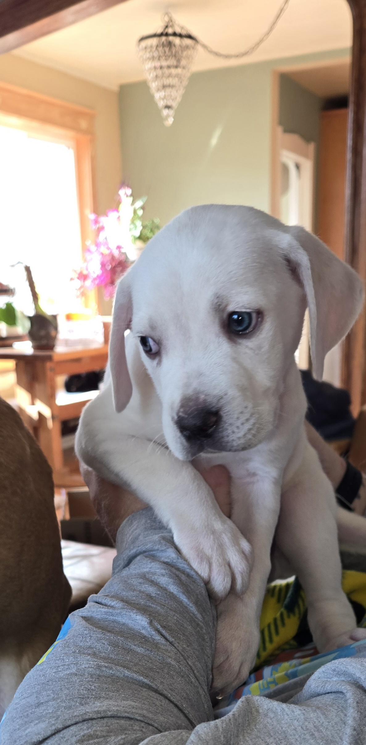 Leopoldo thumbnail 4