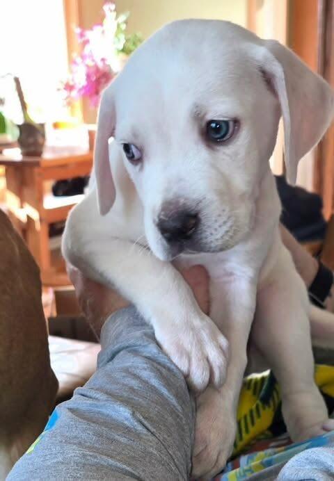 Leopoldo thumbnail 5