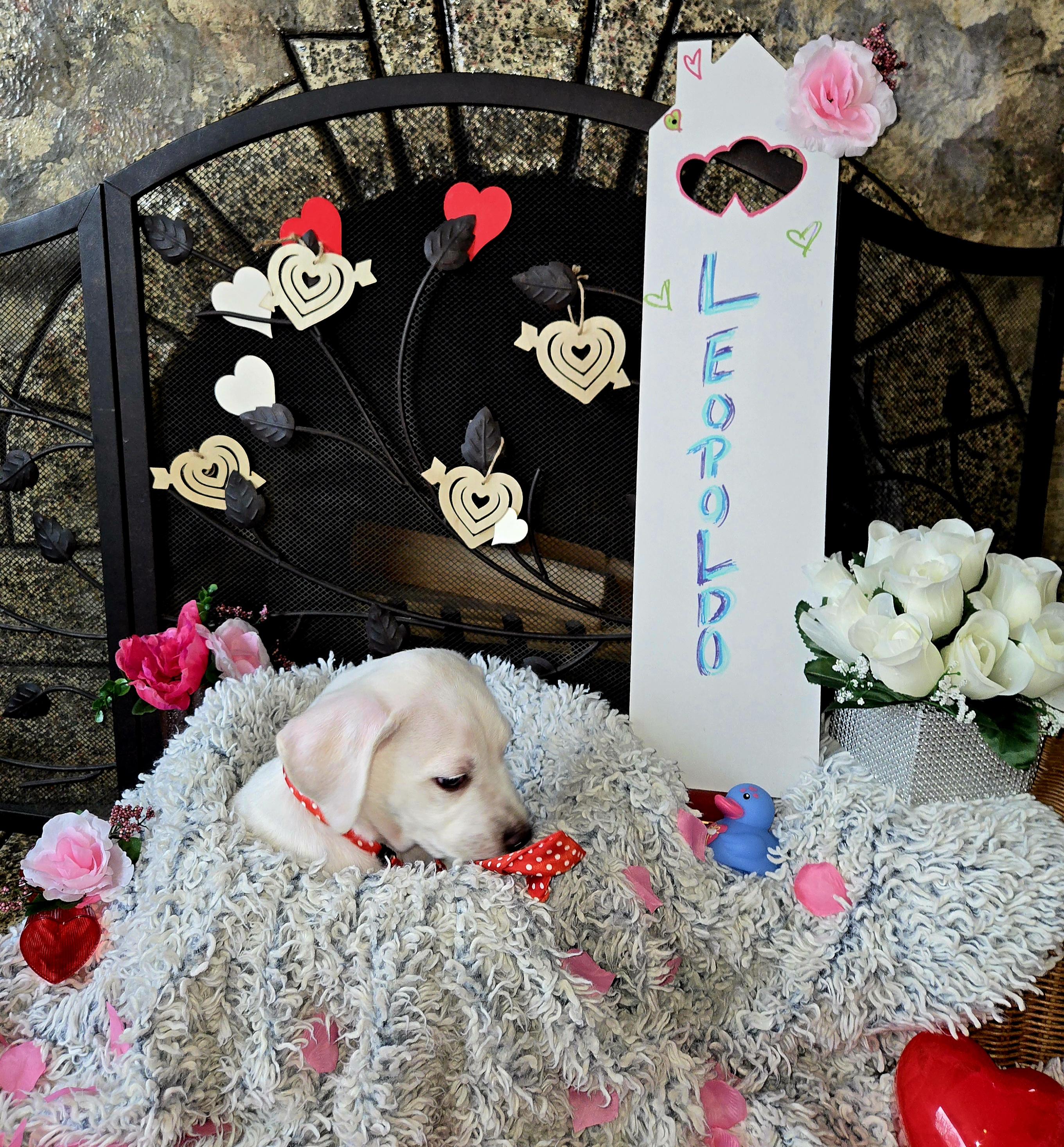 Leopoldo thumbnail 6