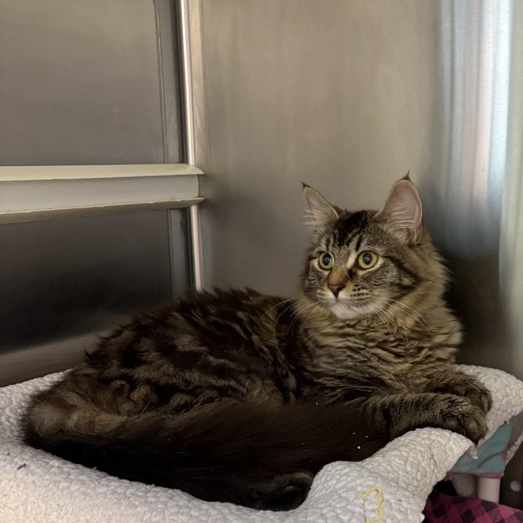 Enlarge Karley, a Adoptable Domestic Long Hair in Port Townsend, WA image 1/1