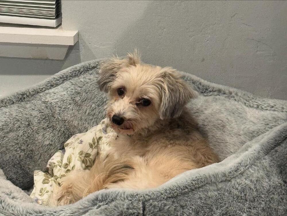 Dottie, Adoptable, Young Female Yorkshire Terrier & Terrier.
