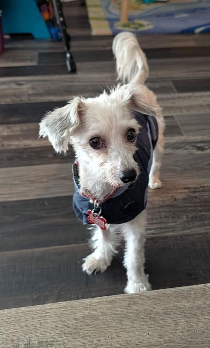 Dottie, a Adoptable mixed breed in Roseville, CA image 2/5