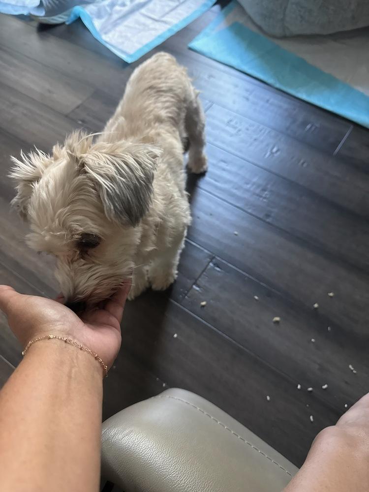 Dottie, a Adoptable mixed breed in Roseville, CA image 3/5