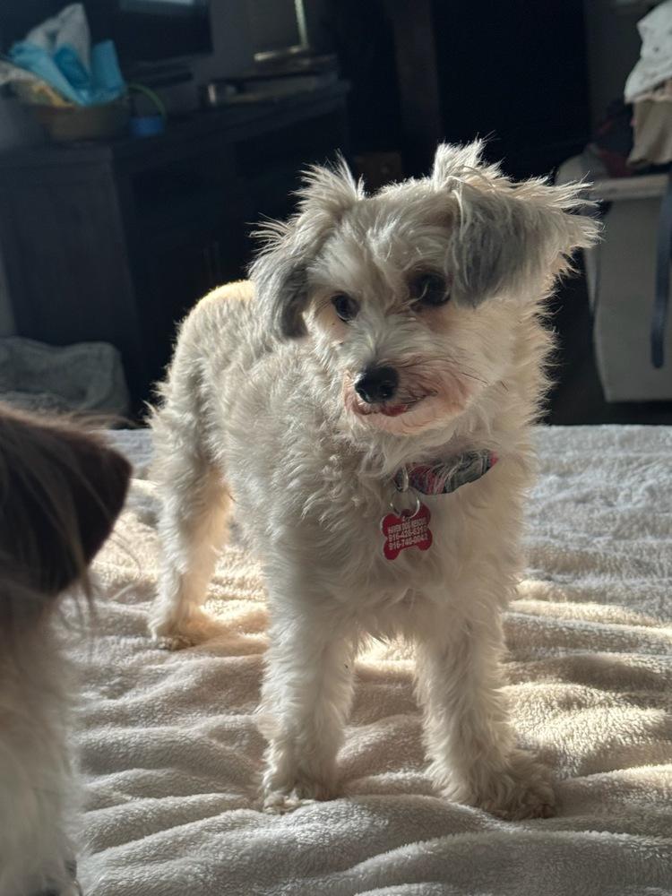 Dottie, a Adoptable mixed breed in Roseville, CA image 4/5