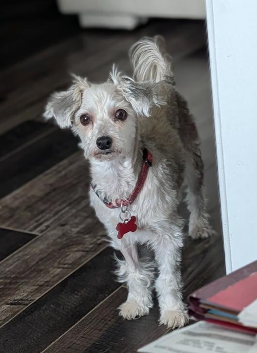 Dottie, a Adoptable mixed breed in Roseville, CA image 5/5