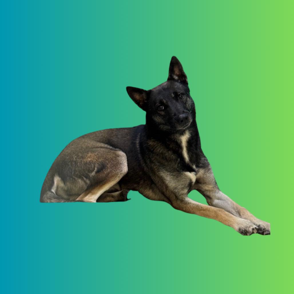 DOG 02/18/2026, Adoptable, Adult Male German Shepherd Dog.