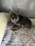 Beatrice, ADOPTABLE, Senior Female Chihuahua.
