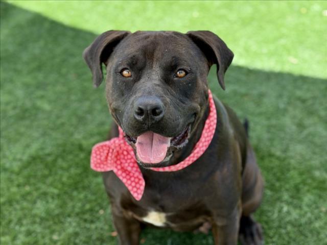ROXY, Adoptable, Adult Female Pit Bull Terrier & Mixed Breed.