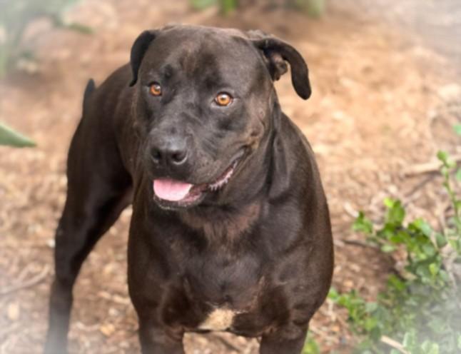 Enlarge ROXY, a Adoptable mixed breed in San Pedro, CA image 1/1