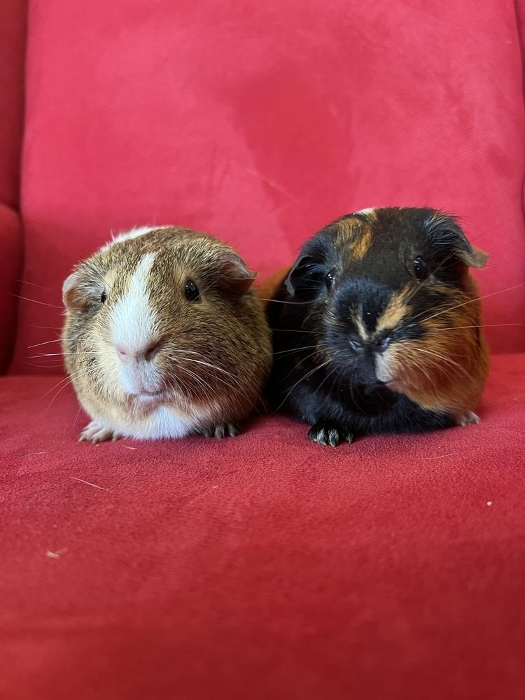 Pasadena (bonded to Fresna), a Adoptable Guinea Pig in San Diego, CA image 1/2