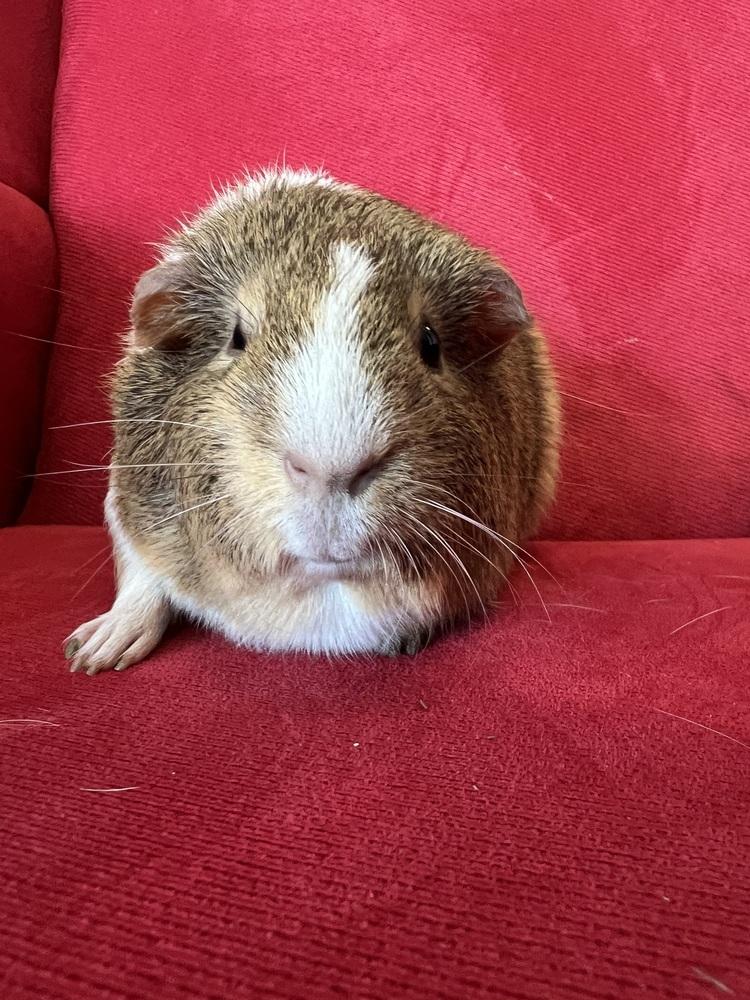 Pasadena (bonded to Fresna), a Adoptable Guinea Pig in San Diego, CA image 2/2