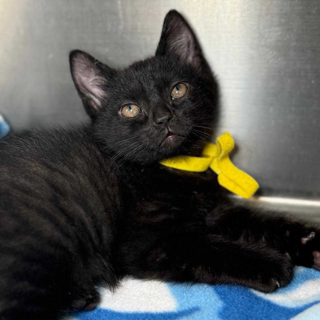 Meringue, Adoptable, Kitten Male American Shorthair.