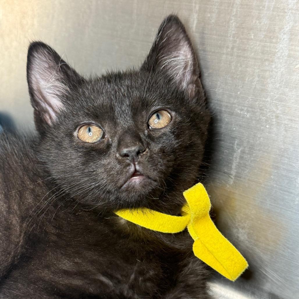 Enlarge Meringue, a Adoptable American Shorthair in Arden, NC image 2/2