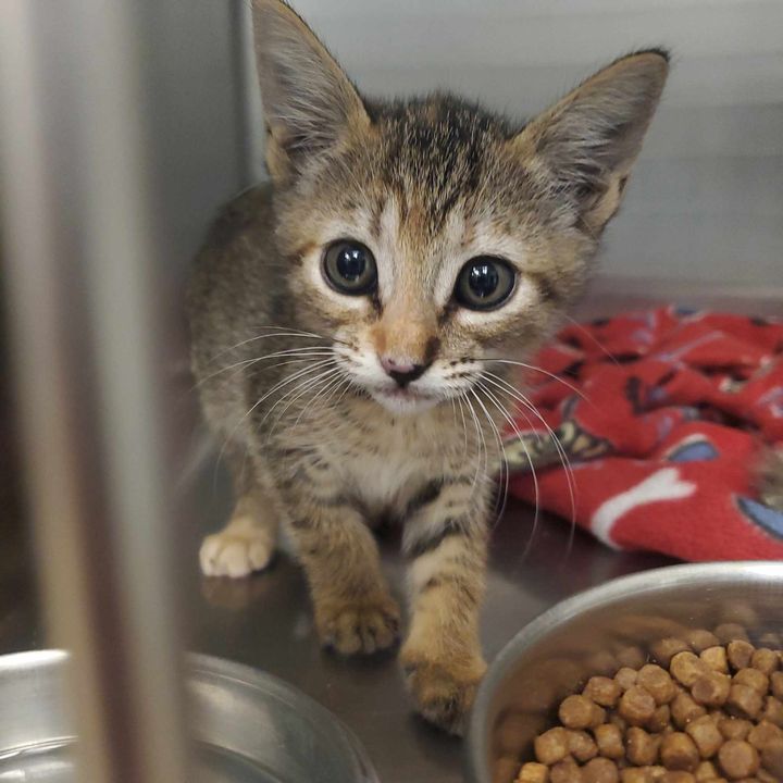 Enlarge Lottie, a Adopted Domestic Short Hair in Redding, CA image 1/2