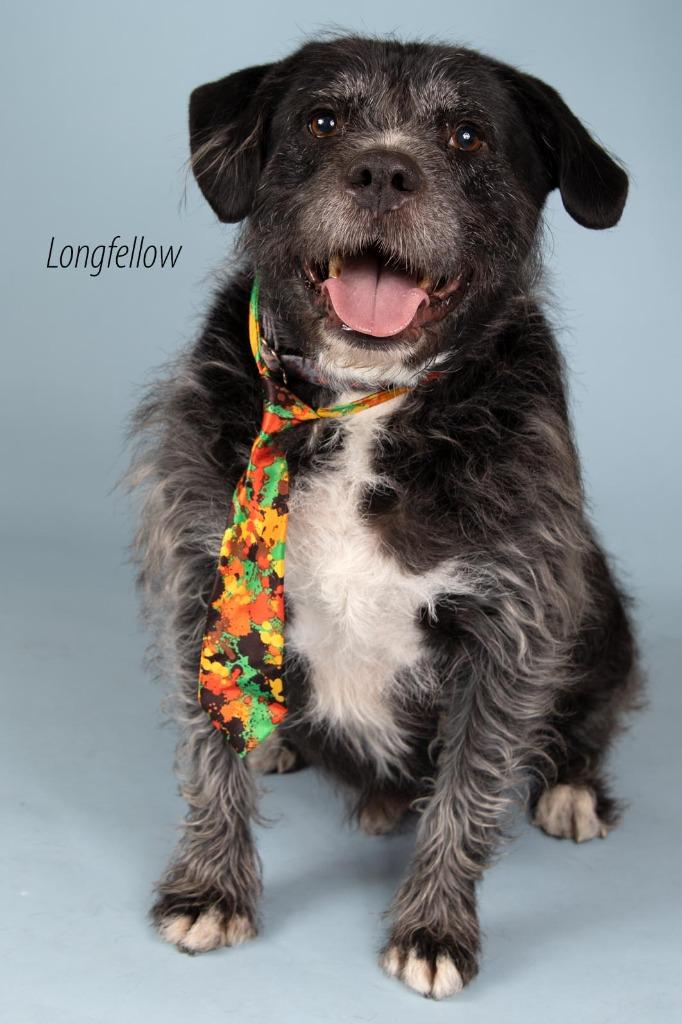 Longfellow, Adoptable, Adult Male Labrador Retriever & Terrier.