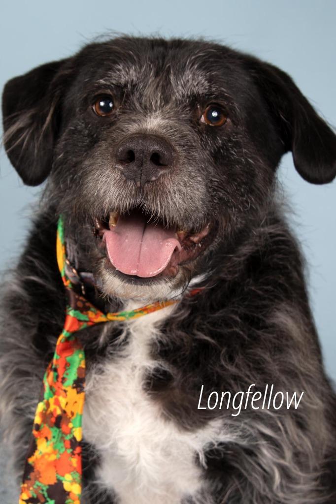 Longfellow, Adoptable, Adult Male Labrador Retriever & Terrier.