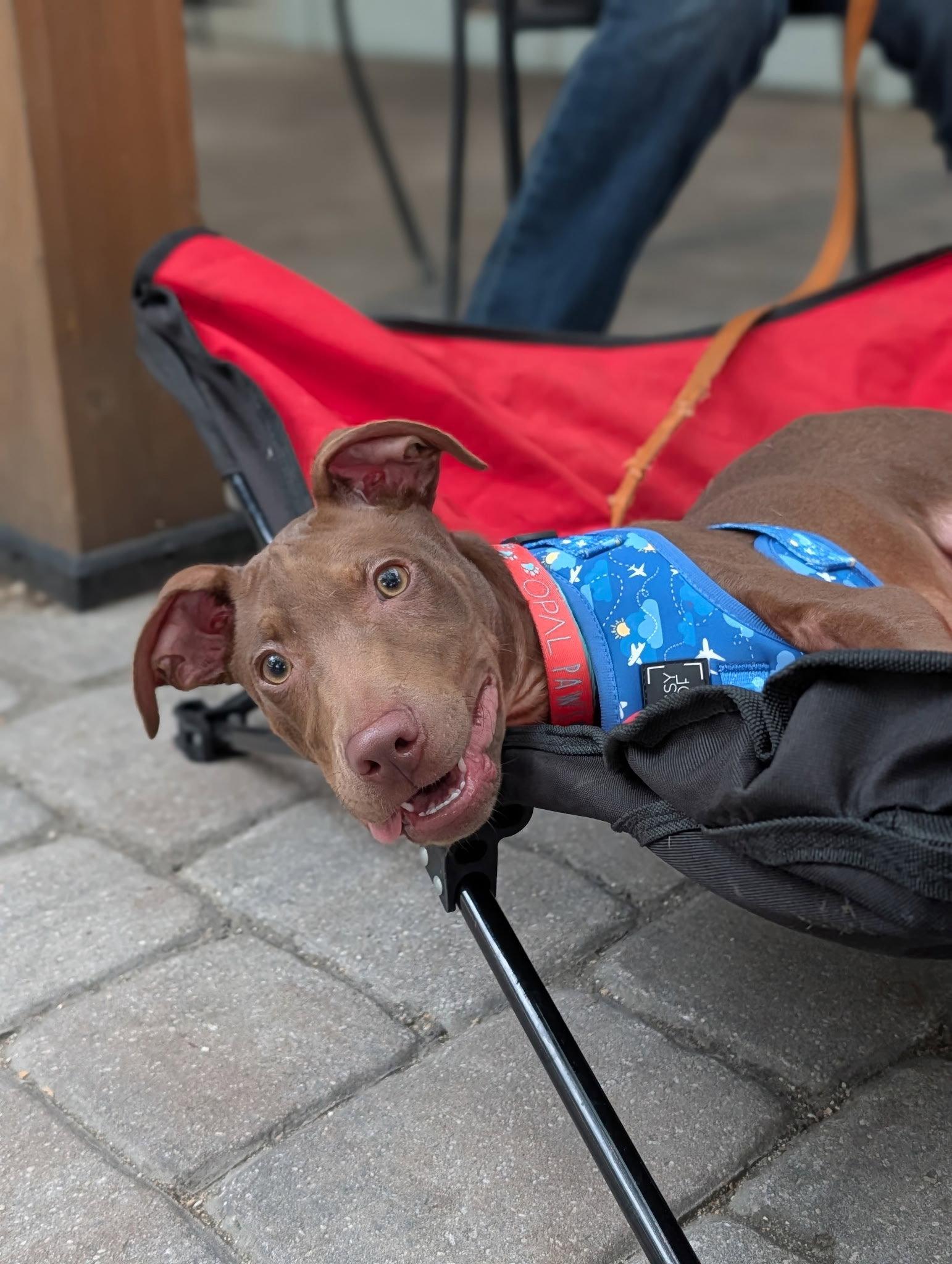 Fairmont, a Adoptable mixed breed in Sanford, FL image 1/3