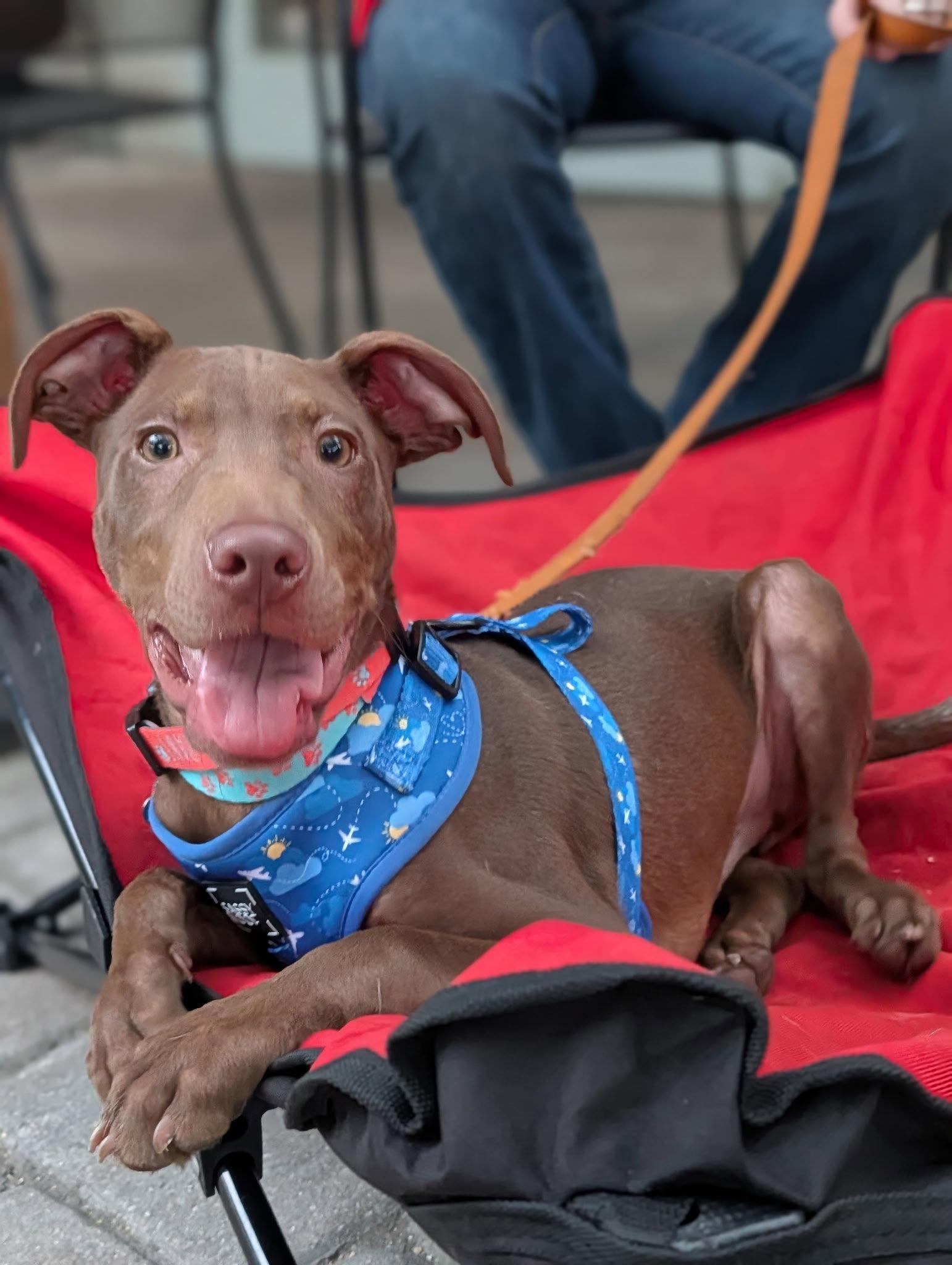 Fairmont, a Adoptable mixed breed in Sanford, FL image 3/3