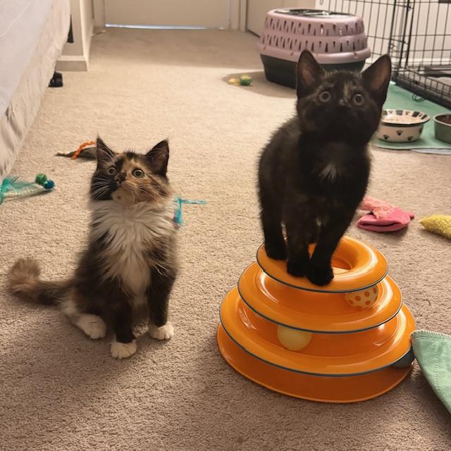 Drizella & Anastasia