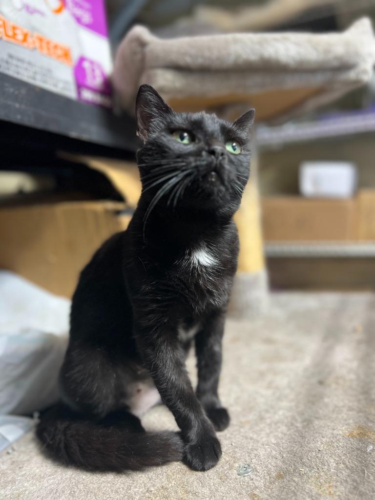 Mimsy, a Adoptable mixed breed in New York, NY image 5/6