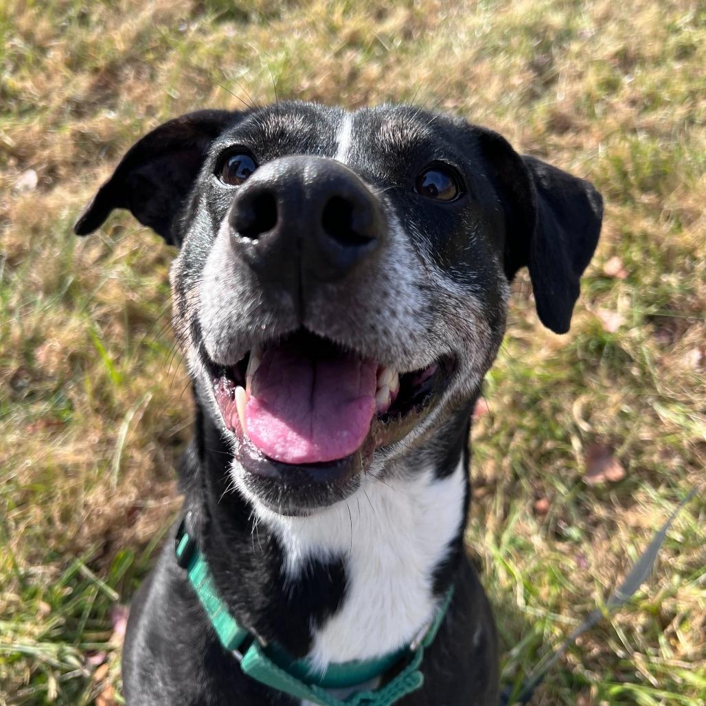 Enlarge Yuki, a Adoptable Mixed Breed in Waynesville, NC image 1/6