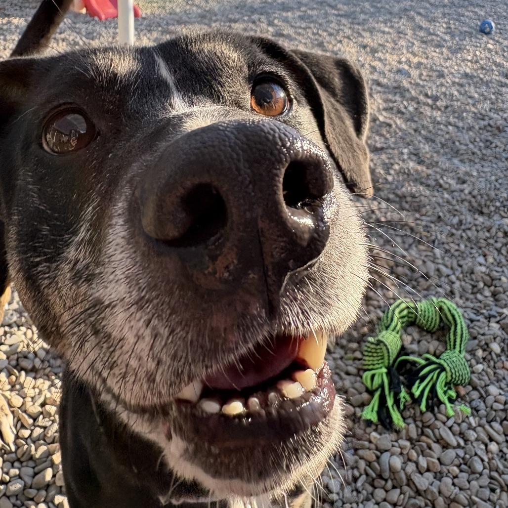 Enlarge Yuki, a Adoptable Mixed Breed in Waynesville, NC image 2/6