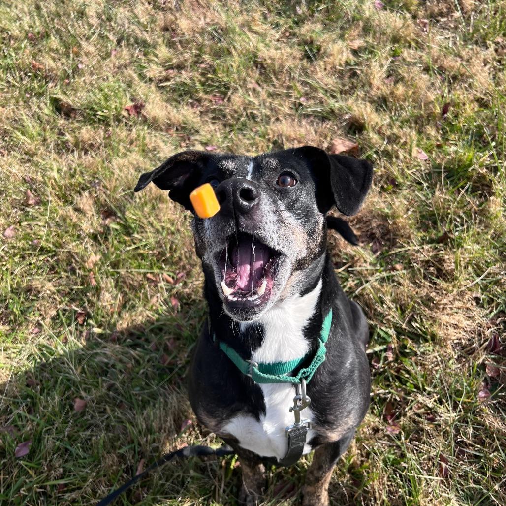 Enlarge Yuki, a Adoptable Mixed Breed in Waynesville, NC image 3/6