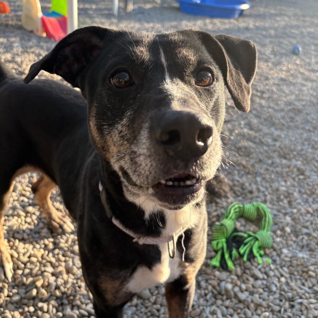 Enlarge Yuki, a Adoptable Mixed Breed in Waynesville, NC image 4/6