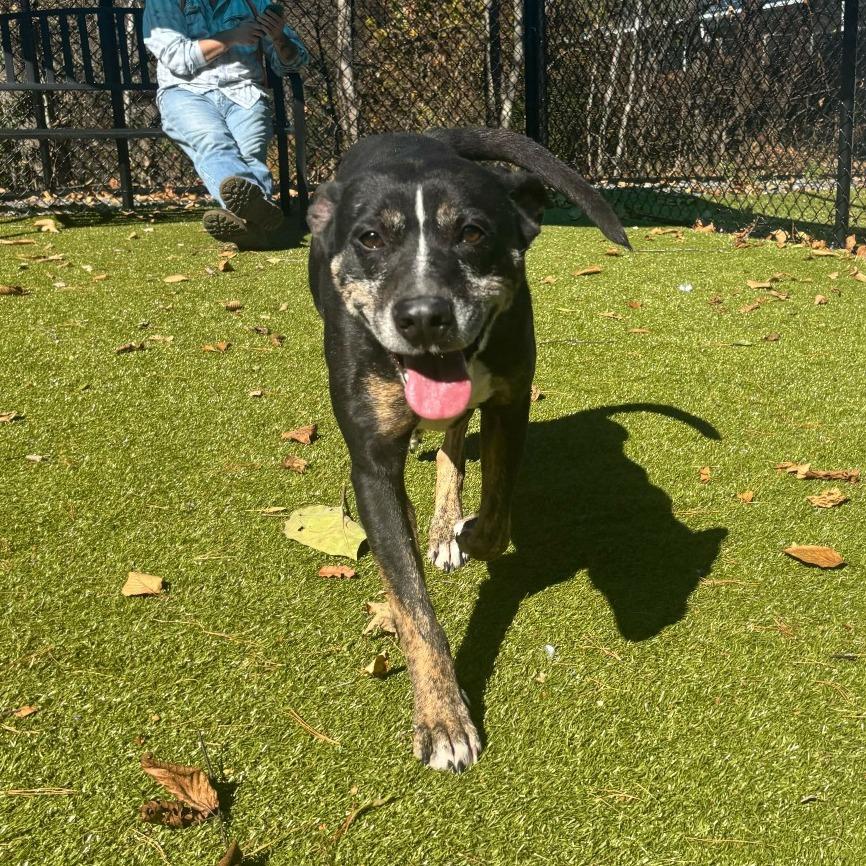 Enlarge Yuki, a Adoptable Mixed Breed in Waynesville, NC image 5/6