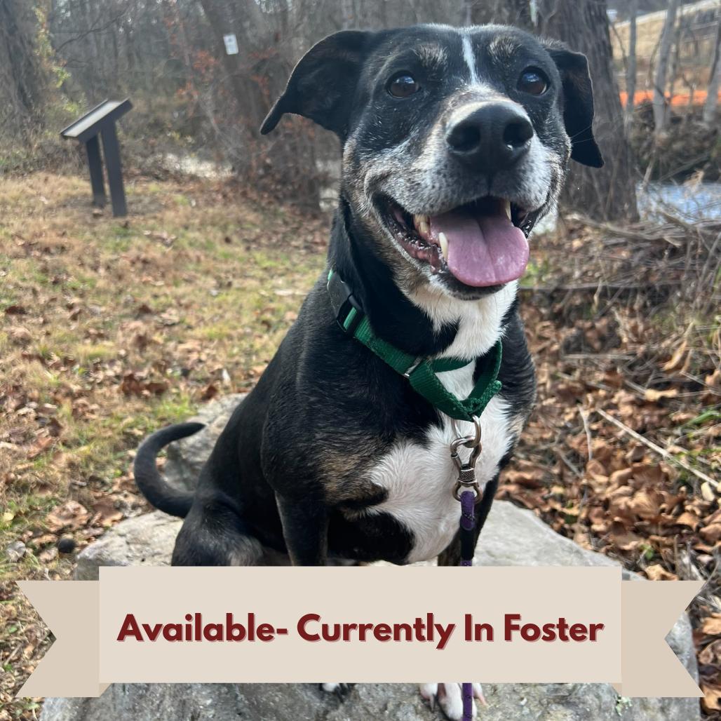 Enlarge Yuki, a Adoptable Mixed Breed in Waynesville, NC image 6/6