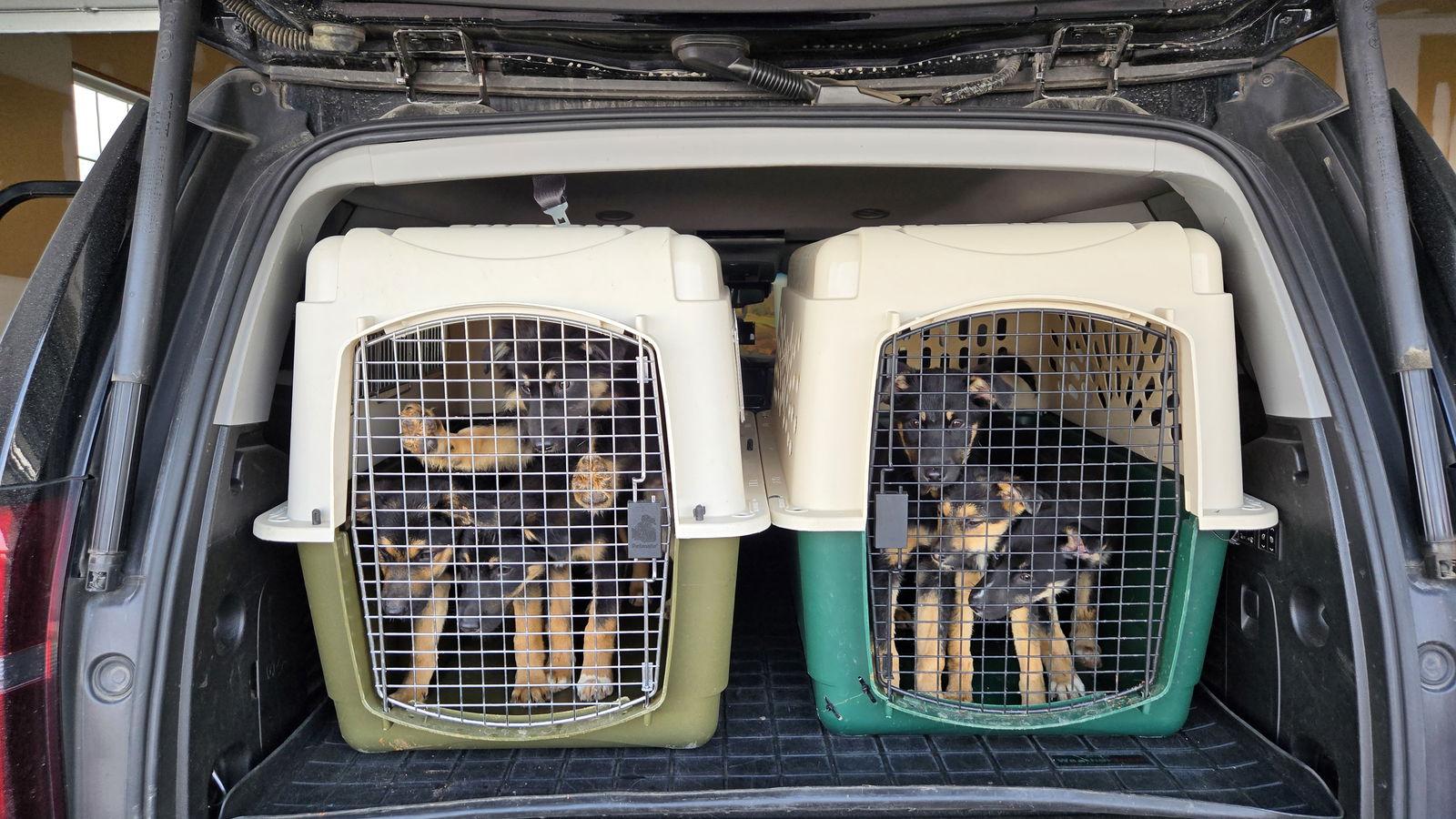 Zoe 7284, Adoptable, Puppy Female German Shepherd Dog.