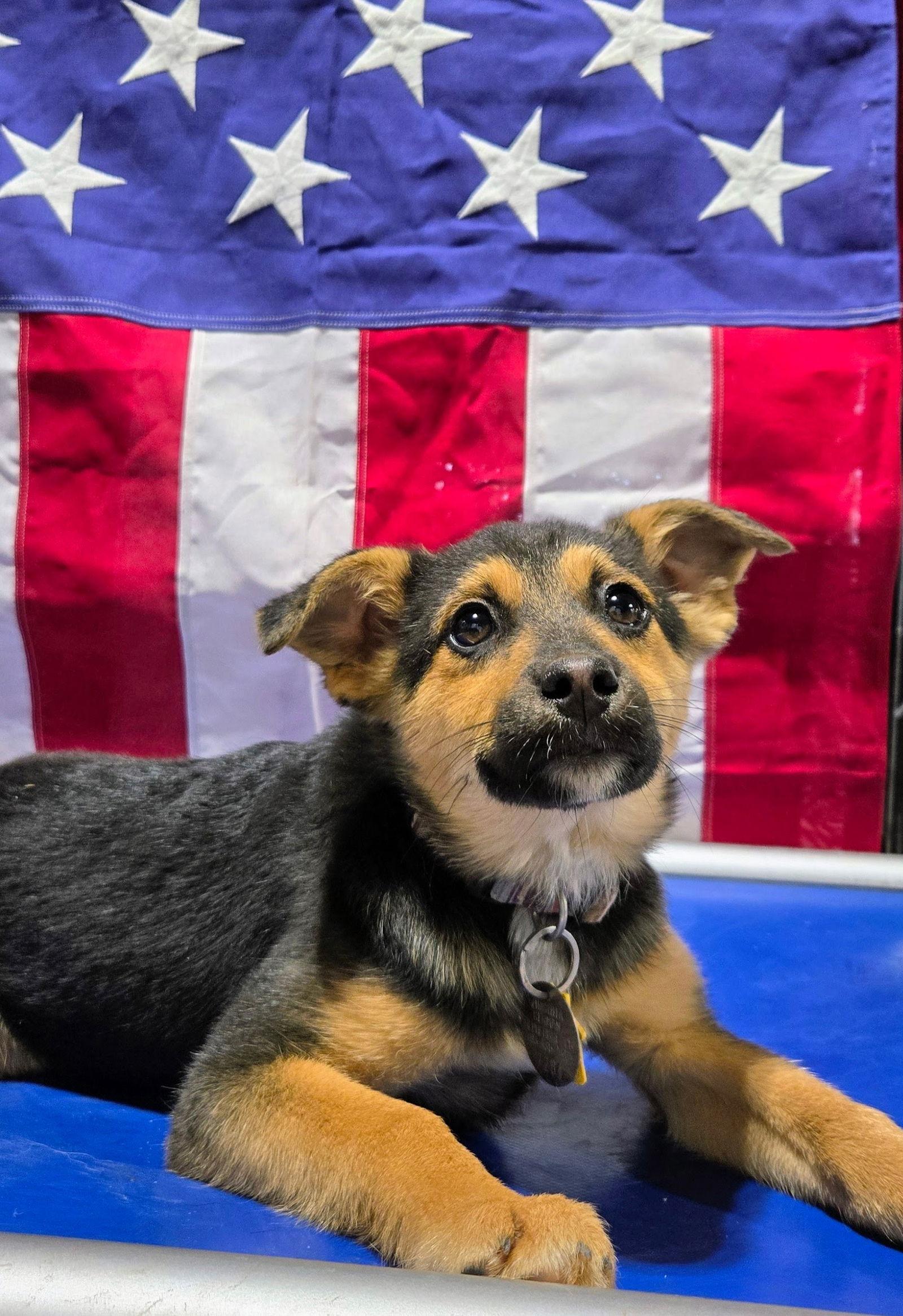 Enlarge Zoe 7284, a Adoptable German Shepherd Dog in Centreville, VA image 2/3