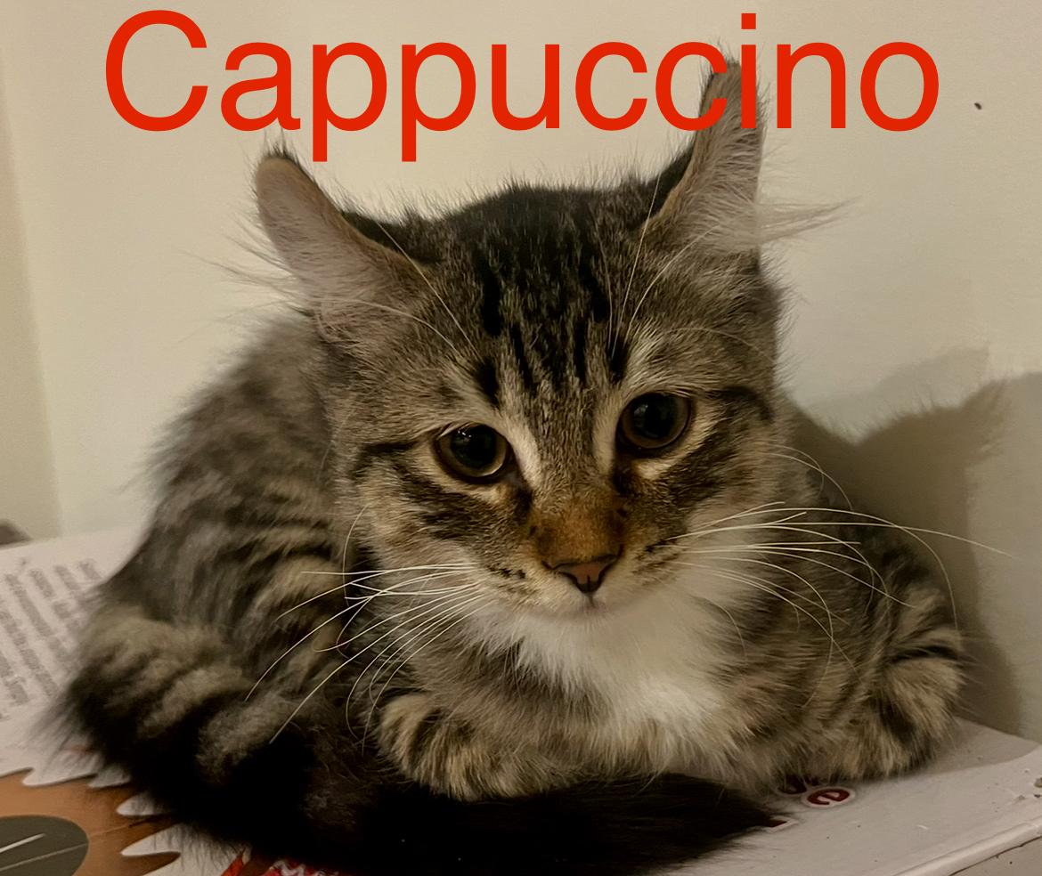 Enlarge Cappuccino, a Adoptable mixed breed in Pointe-Claire, QC image 6/6